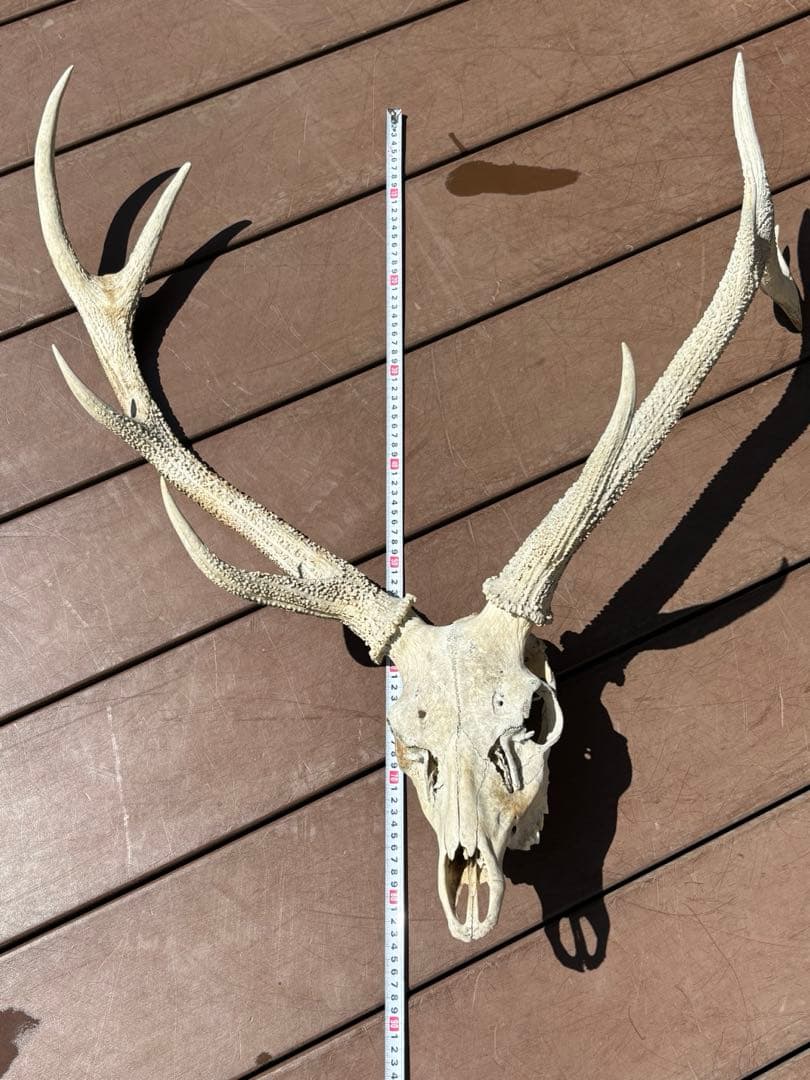 鹿の頭蓋骨　鹿の角　エゾシカ　大型　ハンティングトロフィー