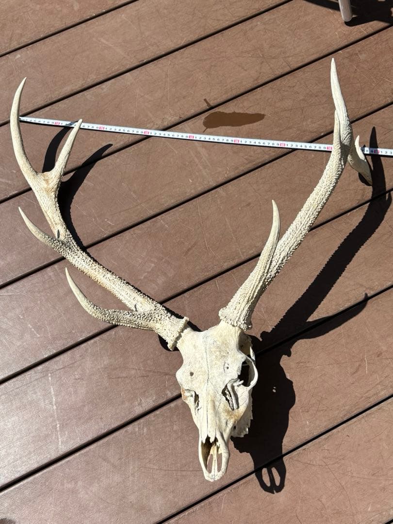 鹿の頭蓋骨　鹿の角　エゾシカ　大型　ハンティングトロフィー