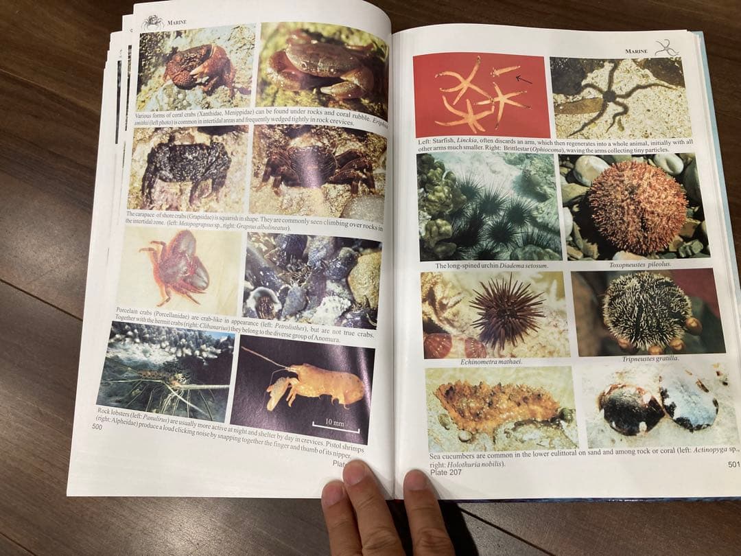 洋書 Fauna of the Socotra Archipelago Field