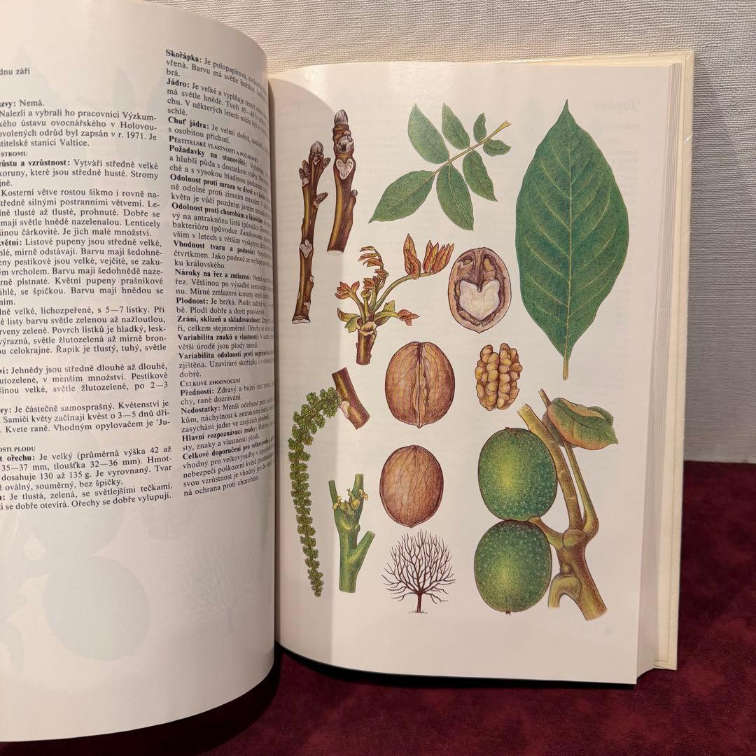 14⑧チェコ果物図鑑2冊セット　植物図鑑　ジャンクジャーナル　洋書　ボタンニカル