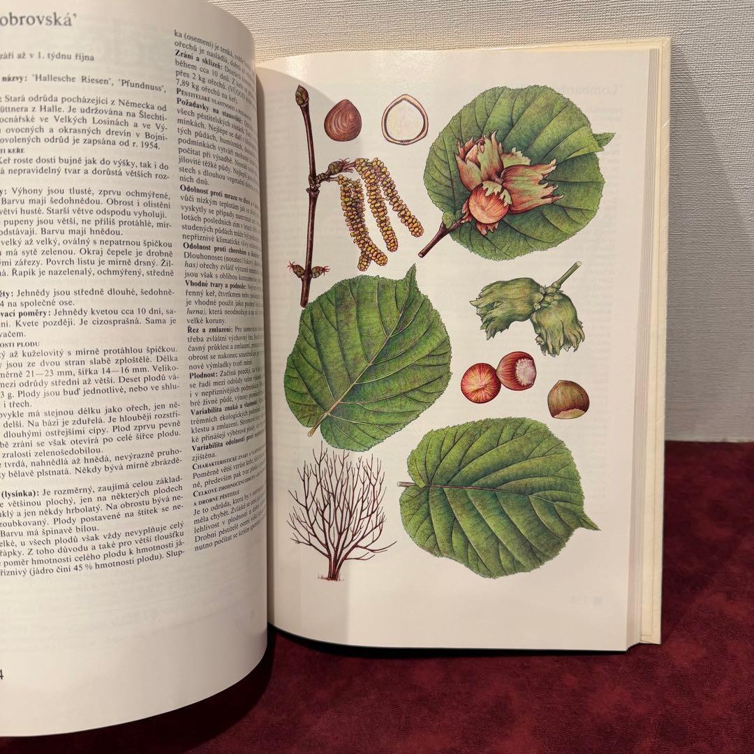 14⑧チェコ果物図鑑2冊セット　植物図鑑　ジャンクジャーナル　洋書　ボタンニカル