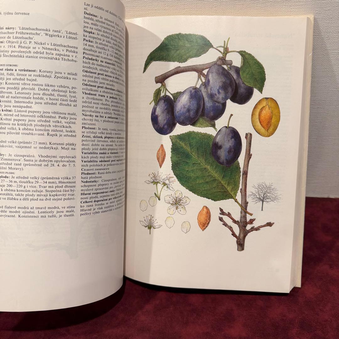 14⑧チェコ果物図鑑2冊セット　植物図鑑　ジャンクジャーナル　洋書　ボタンニカル
