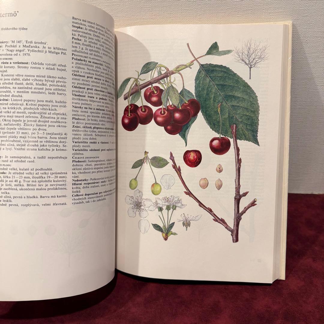 14⑧チェコ果物図鑑2冊セット　植物図鑑　ジャンクジャーナル　洋書　ボタンニカル