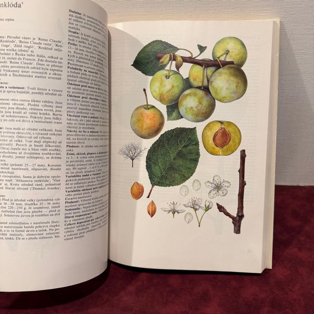 14⑧チェコ果物図鑑2冊セット　植物図鑑　ジャンクジャーナル　洋書　ボタンニカル