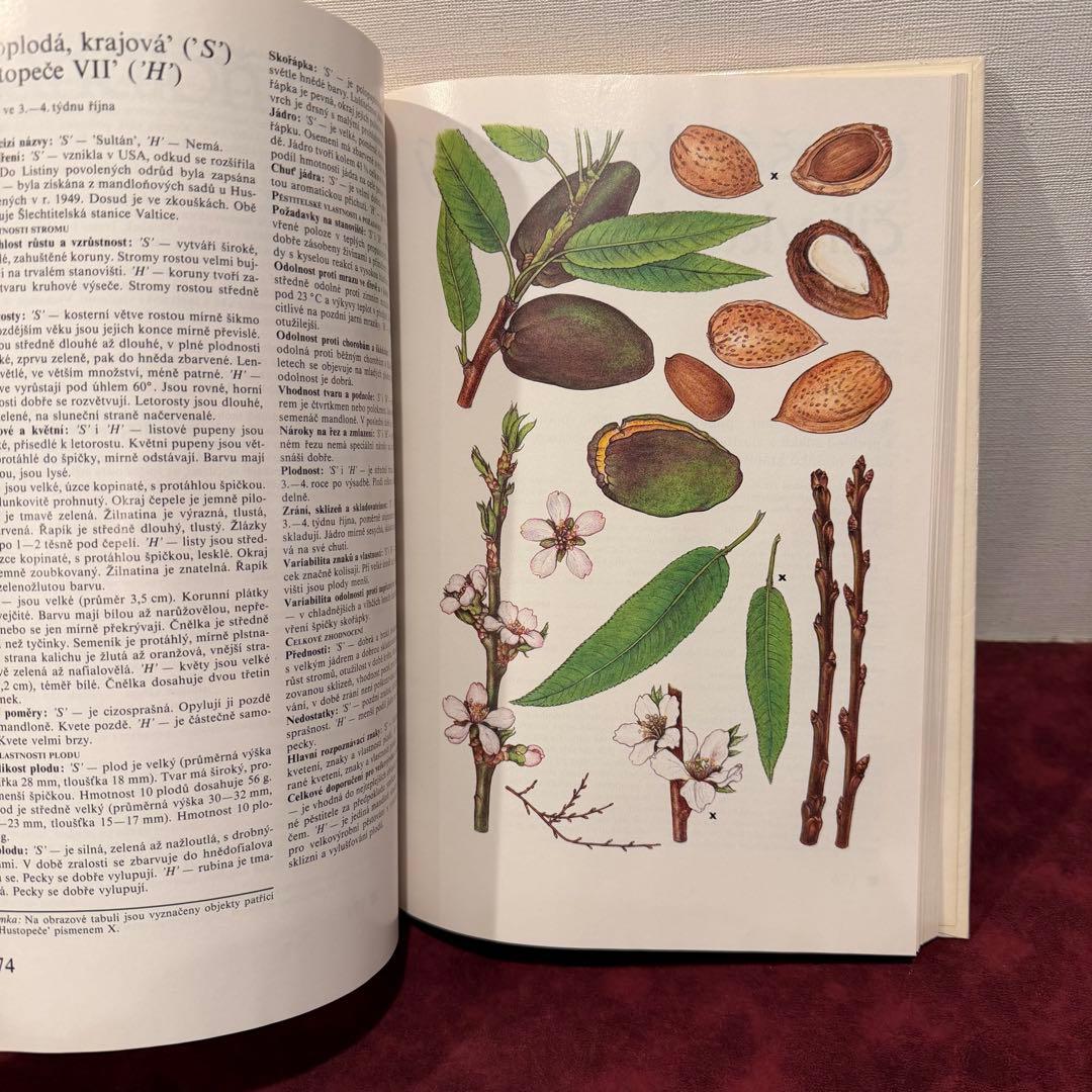 14⑧チェコ果物図鑑2冊セット　植物図鑑　ジャンクジャーナル　洋書　ボタンニカル