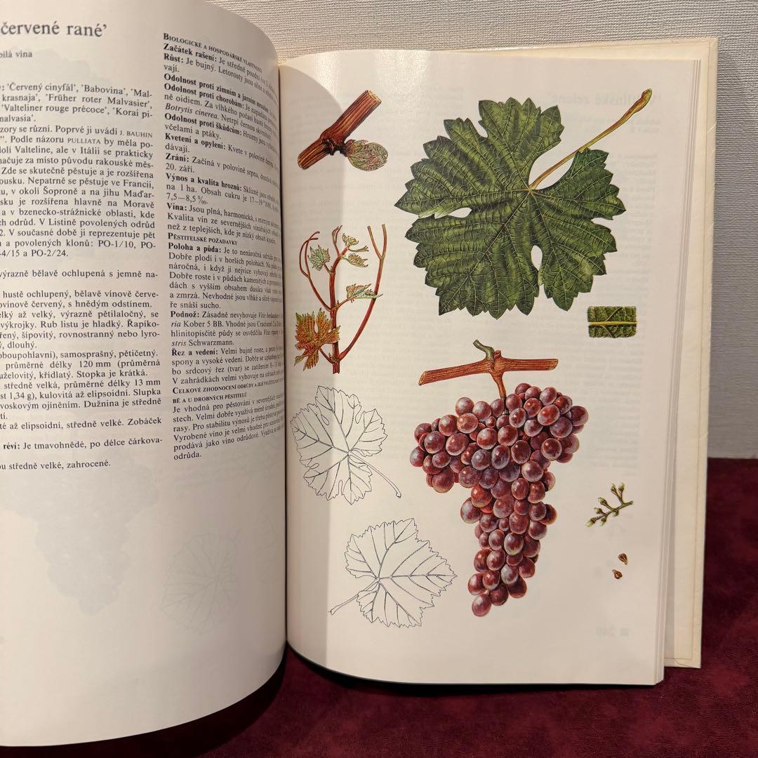 14⑧チェコ果物図鑑2冊セット　植物図鑑　ジャンクジャーナル　洋書　ボタンニカル