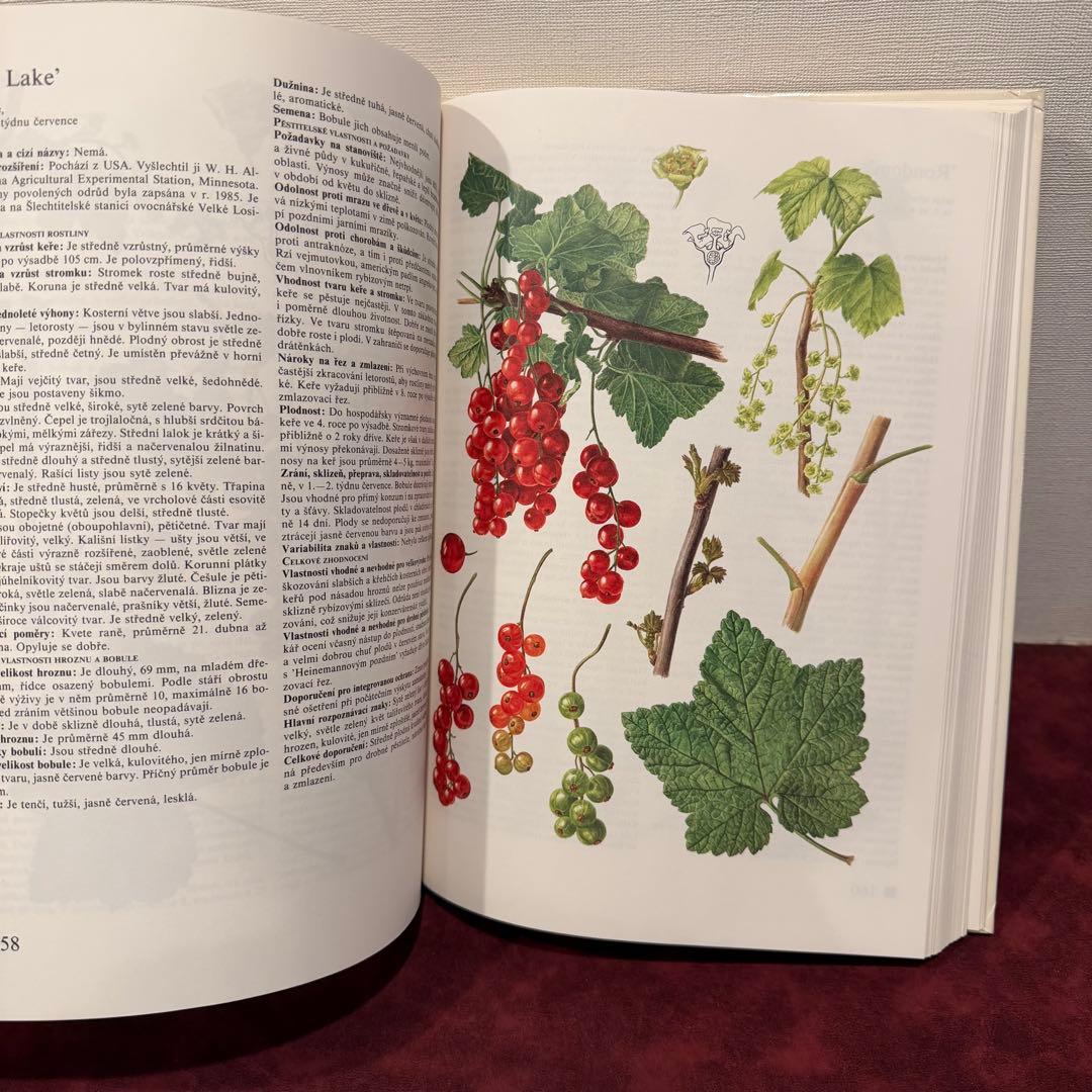 14⑧チェコ果物図鑑2冊セット　植物図鑑　ジャンクジャーナル　洋書　ボタンニカル