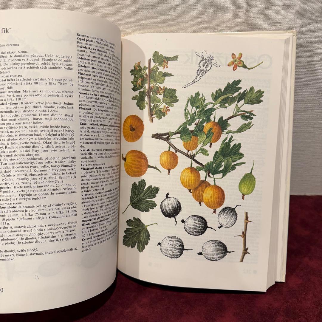 14⑧チェコ果物図鑑2冊セット　植物図鑑　ジャンクジャーナル　洋書　ボタンニカル