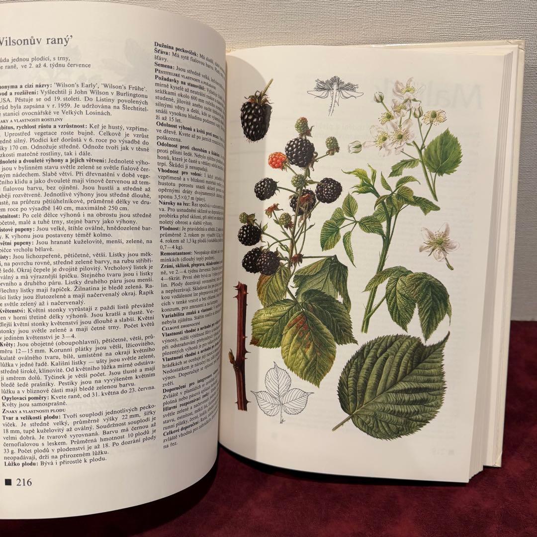 14⑧チェコ果物図鑑2冊セット　植物図鑑　ジャンクジャーナル　洋書　ボタンニカル