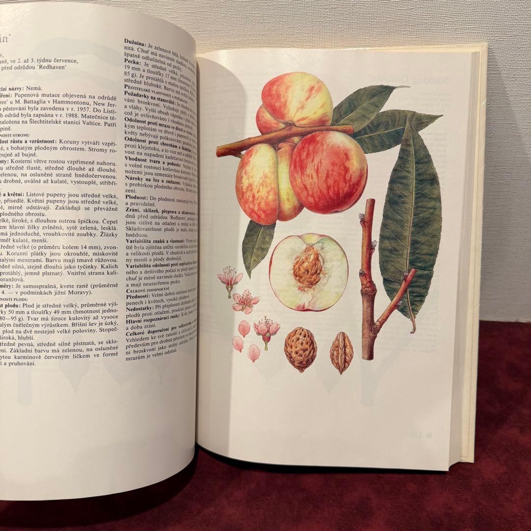14⑧チェコ果物図鑑2冊セット　植物図鑑　ジャンクジャーナル　洋書　ボタンニカル