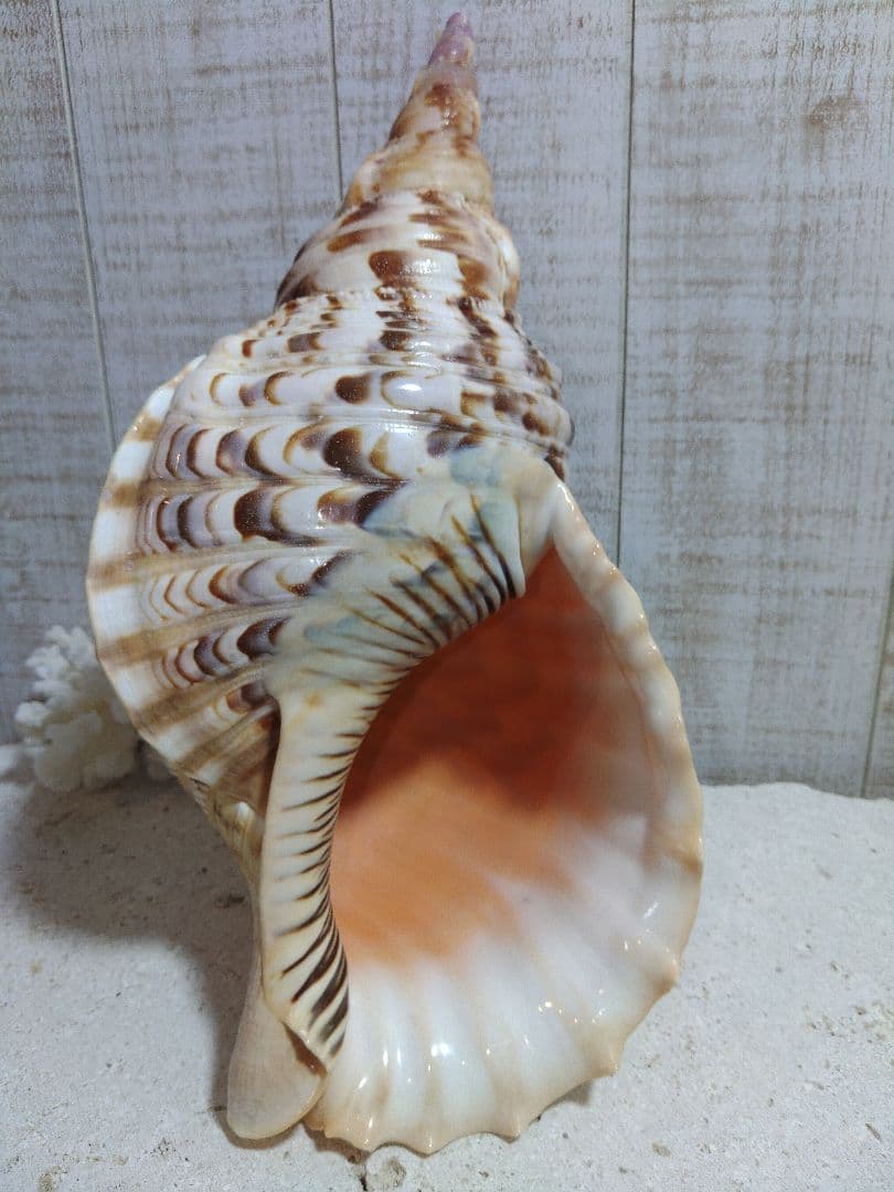 美品　法螺貝　ホラ貝の置物　約35センチ