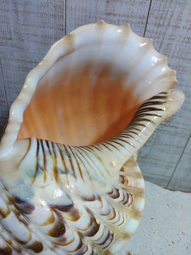 美品　法螺貝　ホラ貝の置物　約35センチ