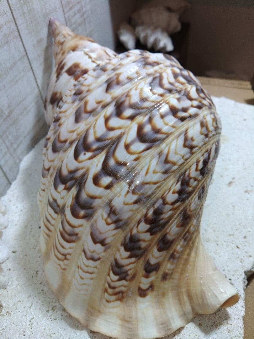 美品　法螺貝　ホラ貝の置物　約35センチ