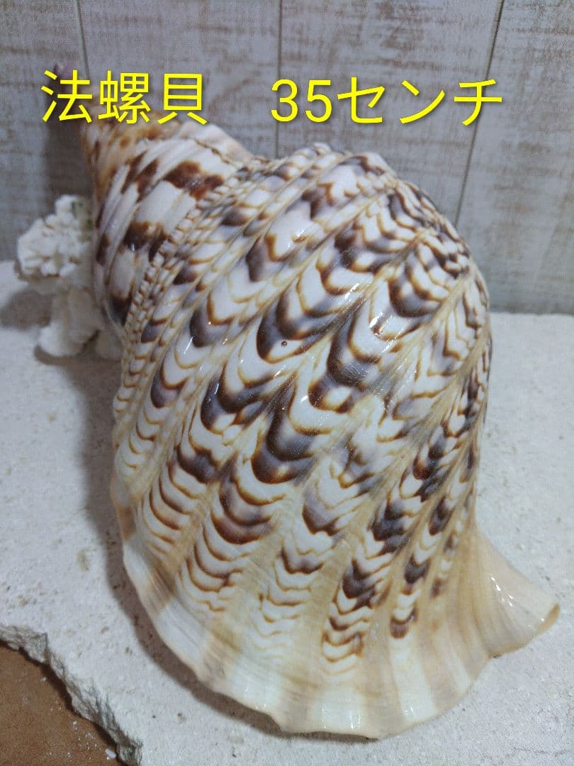 美品　法螺貝　ホラ貝の置物　約35センチ