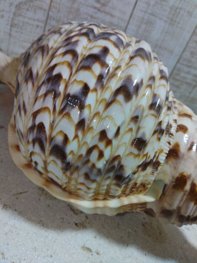 美品　法螺貝　ホラ貝の置物　約35センチ