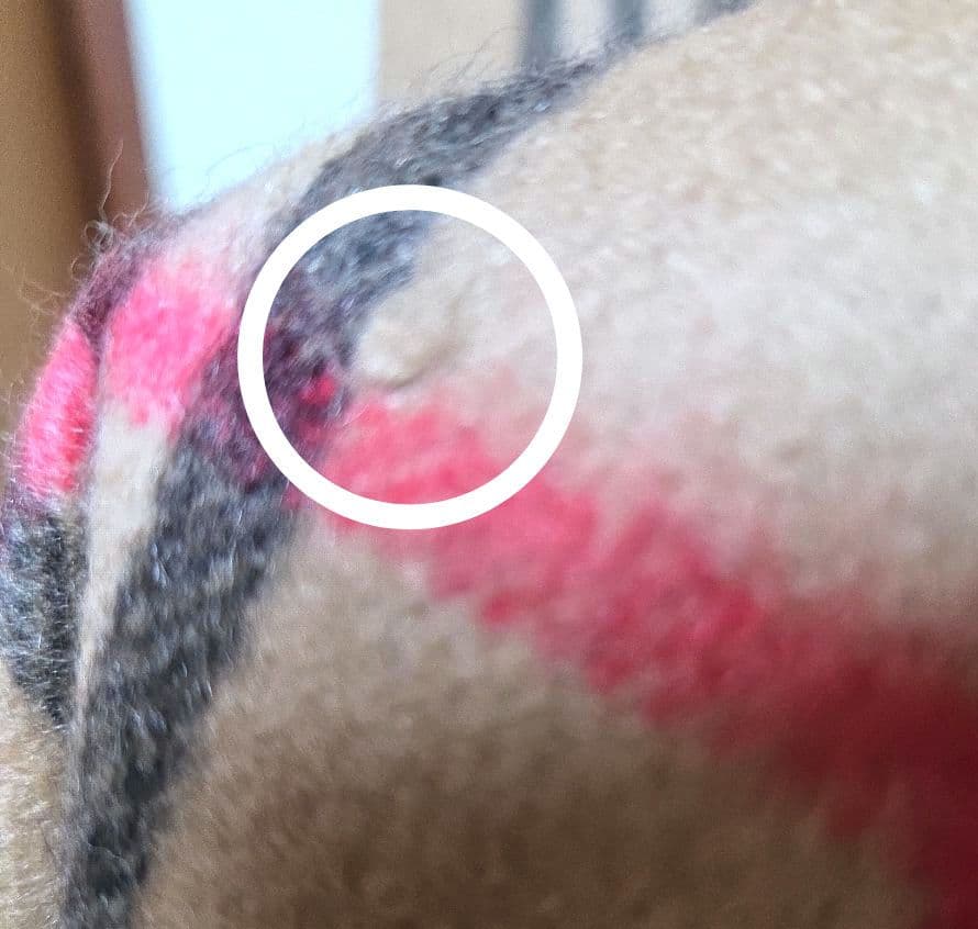 美品 BURBERRY カシミア100％マフラー ノバチェック