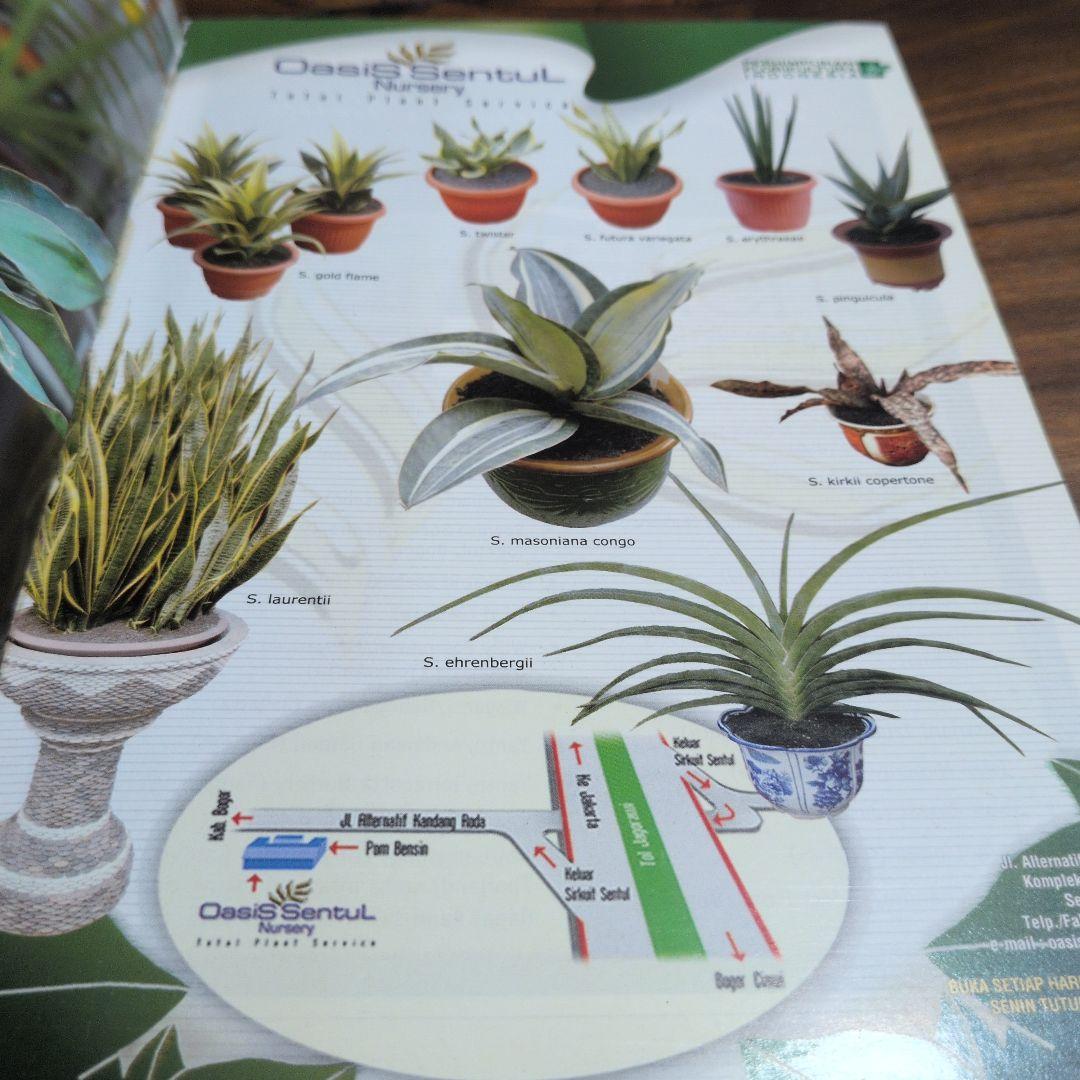 TRUBUS sansevieria 200種のサンスベリア