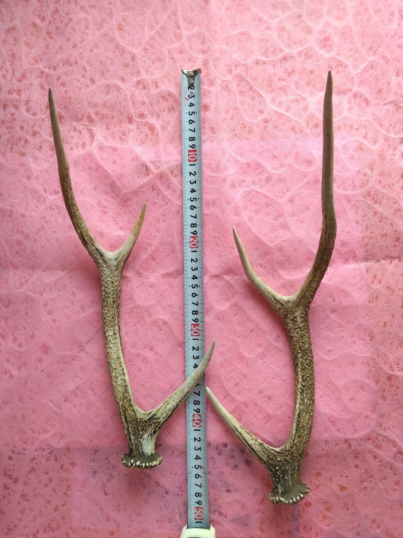 と*か様 鹿の角　6本