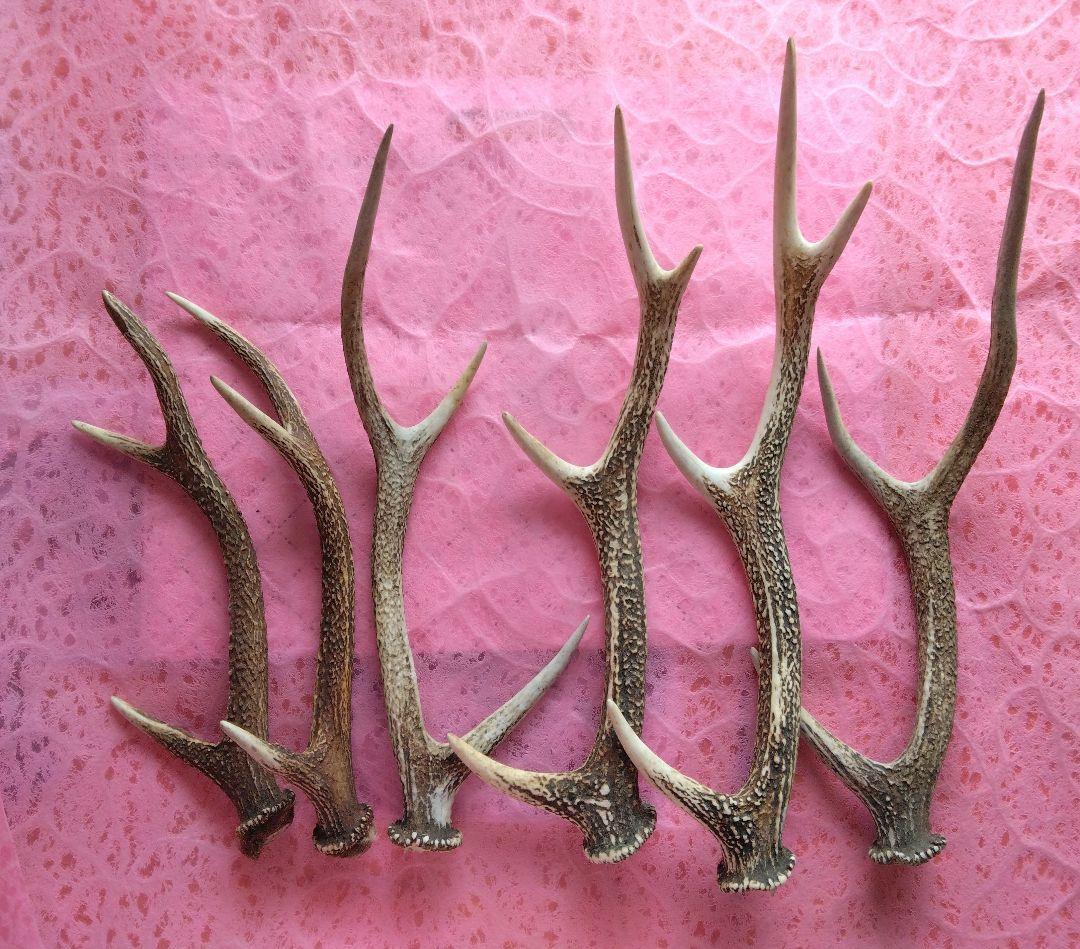 と*か様 鹿の角　6本
