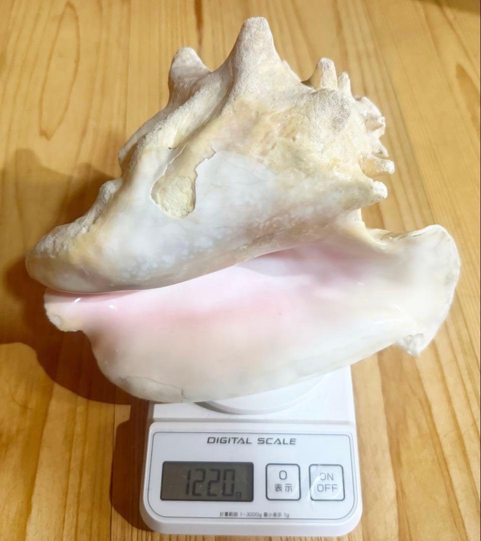 ひろしさま専用古代桃色肉厚法螺貝（ピンク貝）法螺貝　ほら貝　コンク貝笛赤紐付き