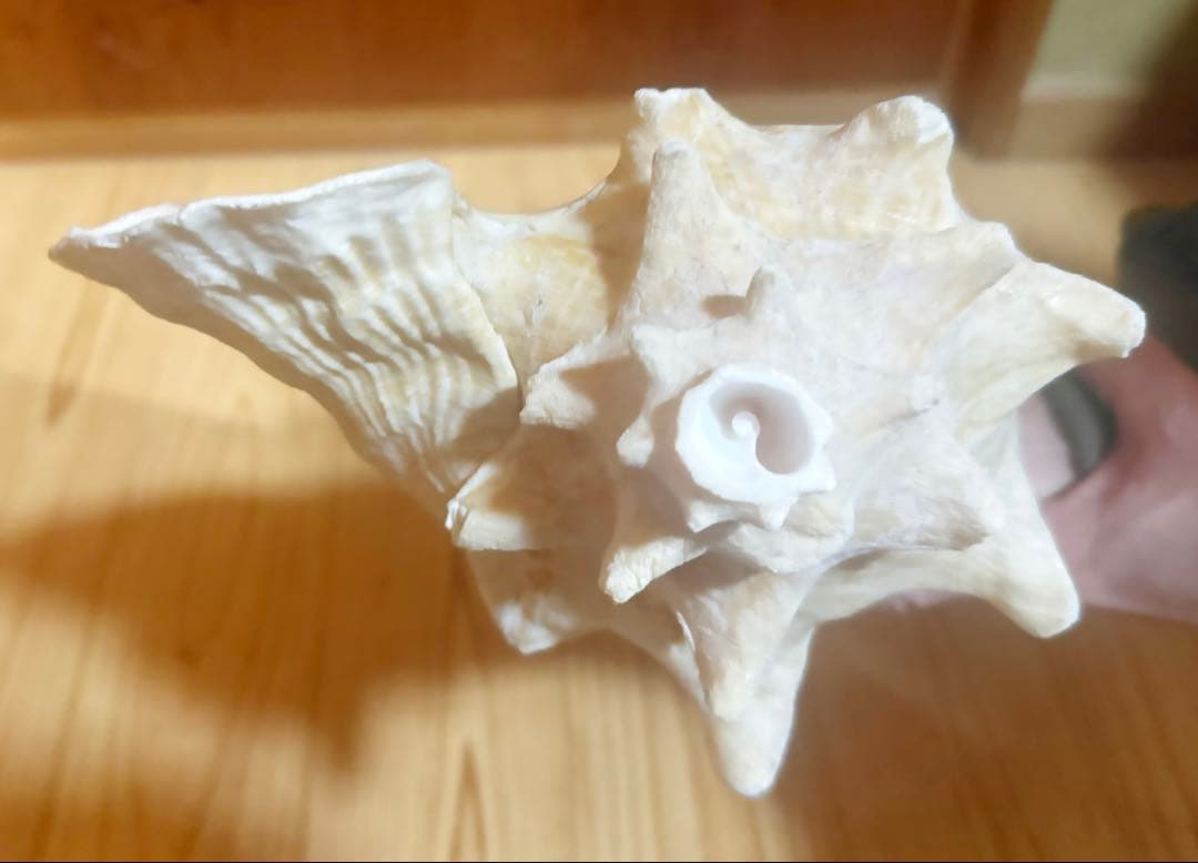 ひろしさま専用古代桃色肉厚法螺貝（ピンク貝）法螺貝　ほら貝　コンク貝笛赤紐付き