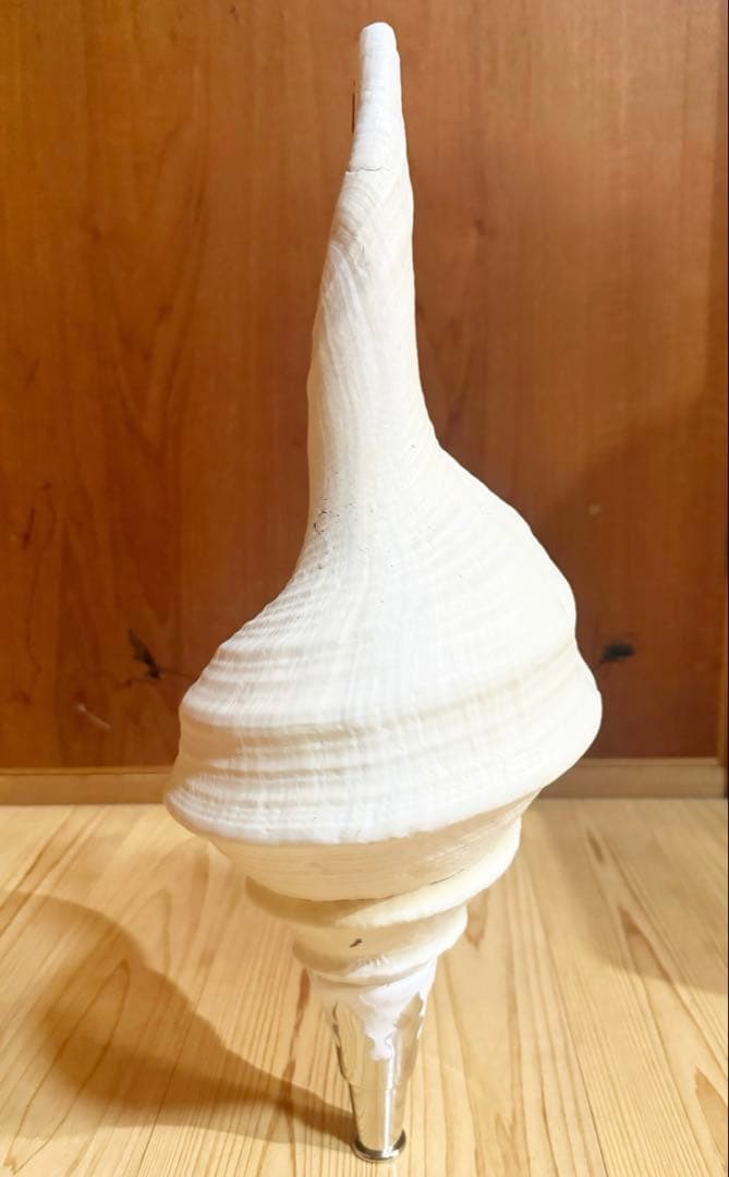 特大肉厚50㎝アラフラオオニシ法螺貝　ほら貝　ホラガイ❣️