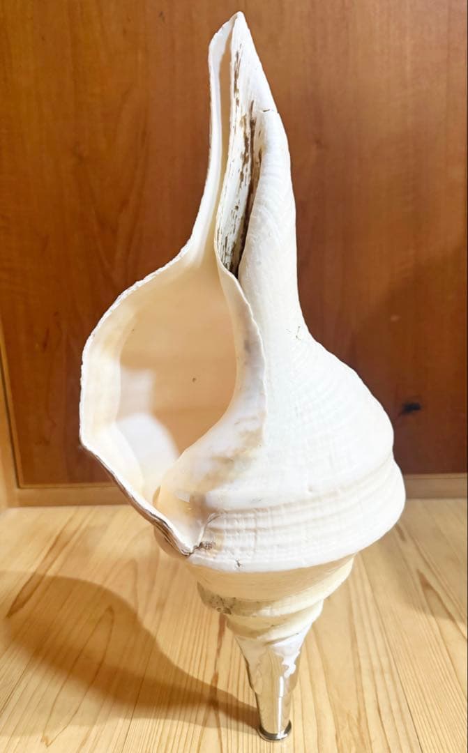 特大肉厚50㎝アラフラオオニシ法螺貝　ほら貝　ホラガイ❣️