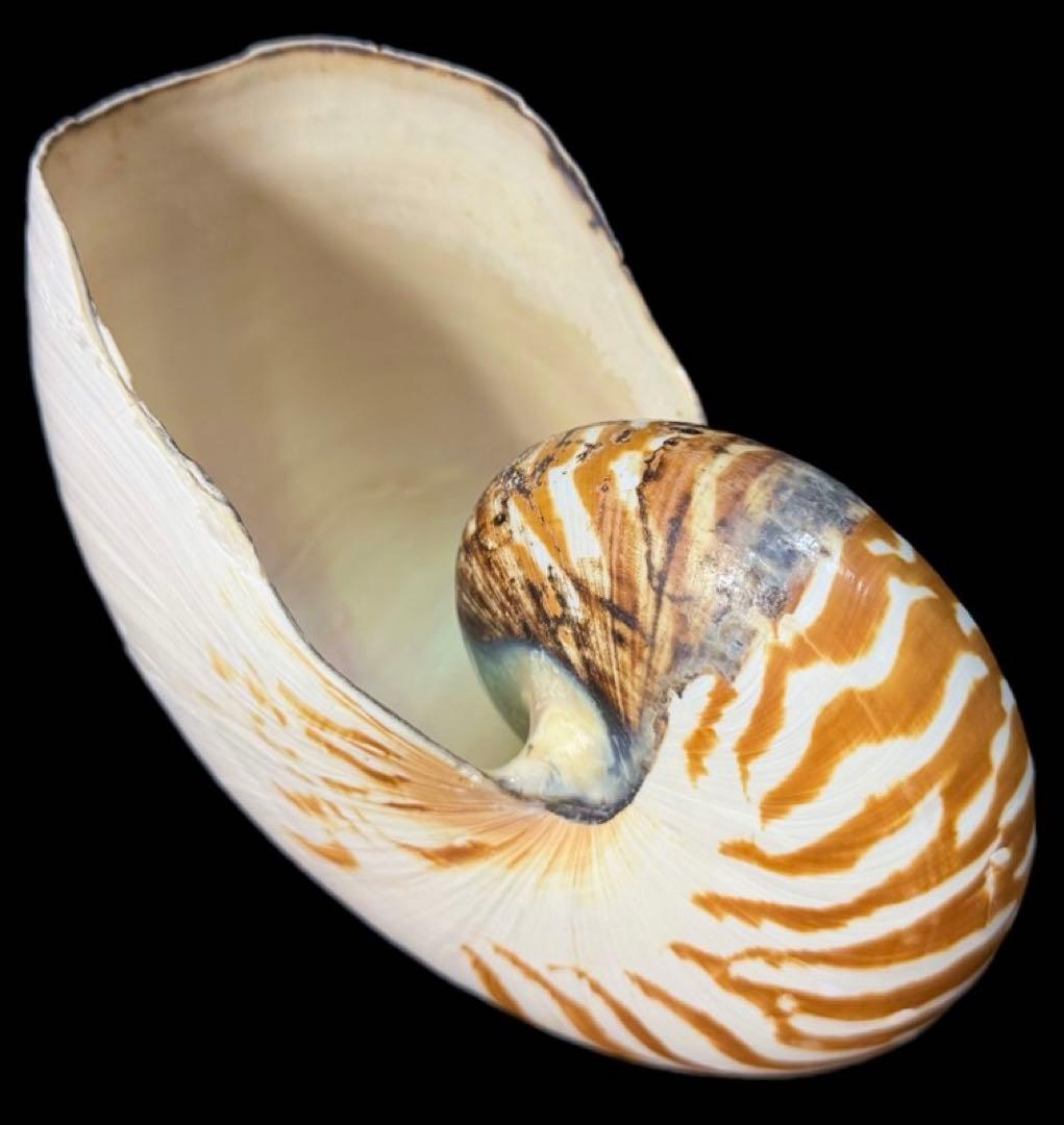 貝殻 超特大 パラオオウムガイ 232mm 貝 標本 オウムガイ オウム貝