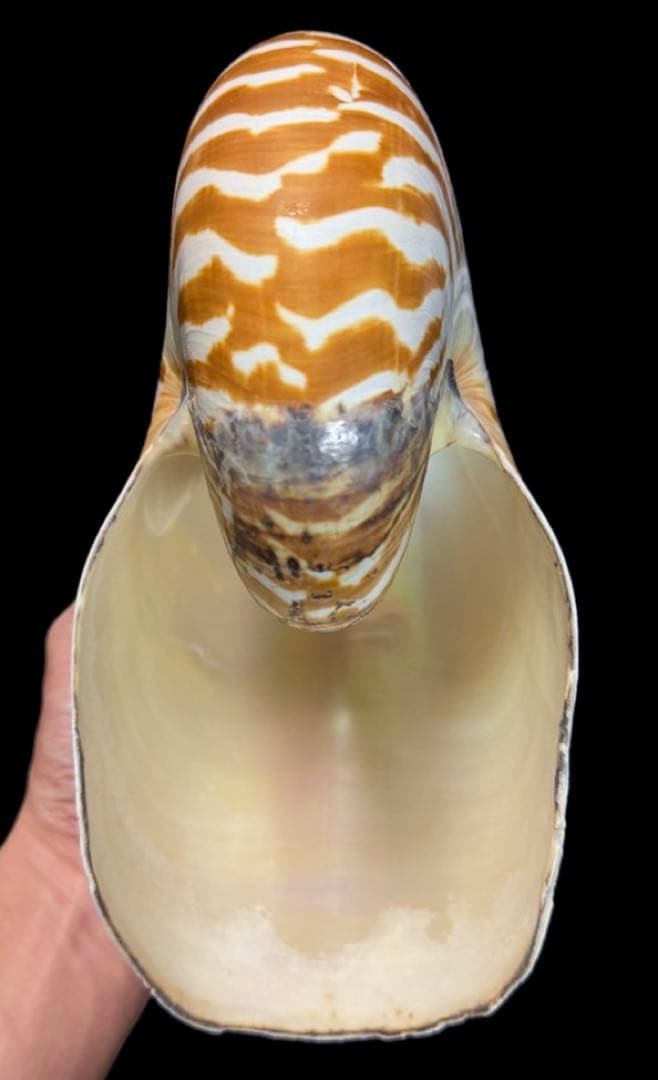 貝殻 超特大 パラオオウムガイ 232mm 貝 標本 オウムガイ オウム貝