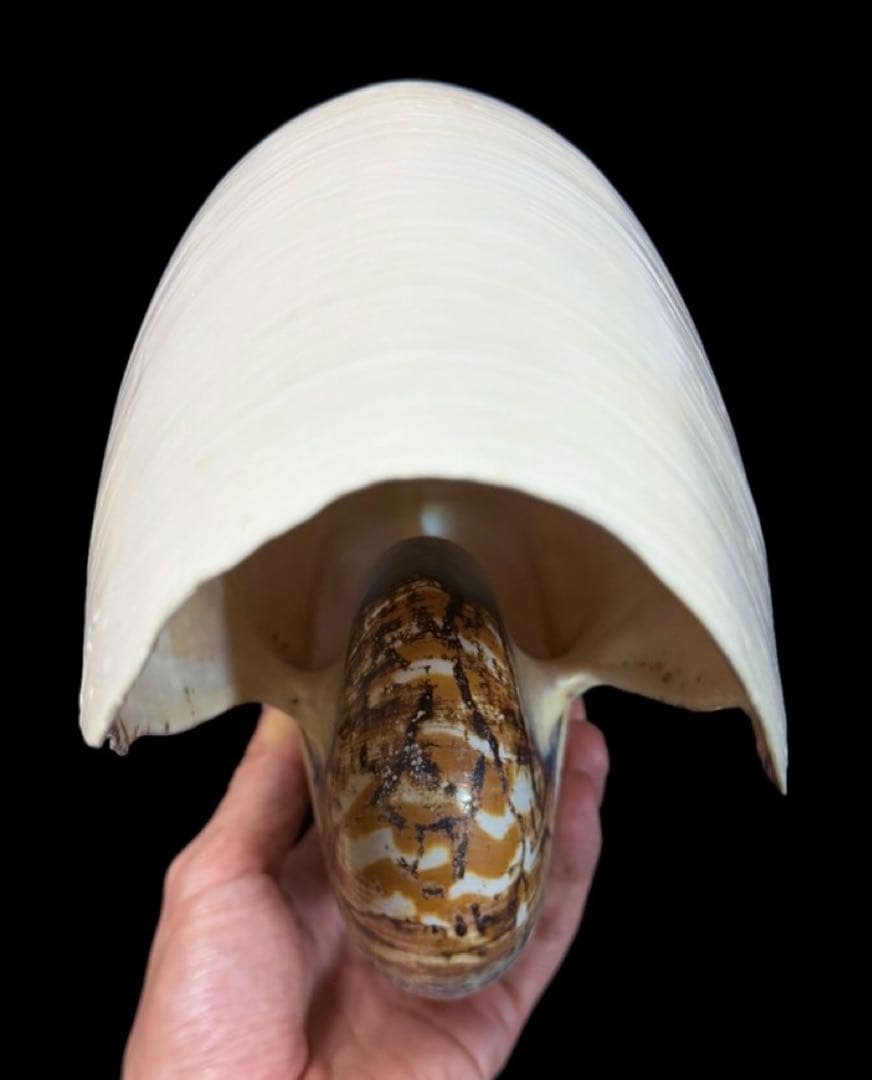 貝殻 超特大 パラオオウムガイ 232mm 貝 標本 オウムガイ オウム貝