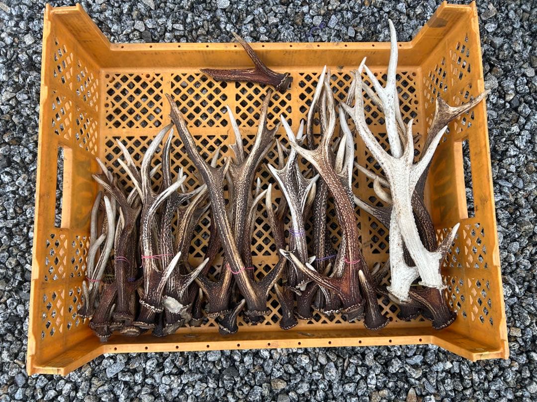 zamzam様用　鹿の角セット(42本)