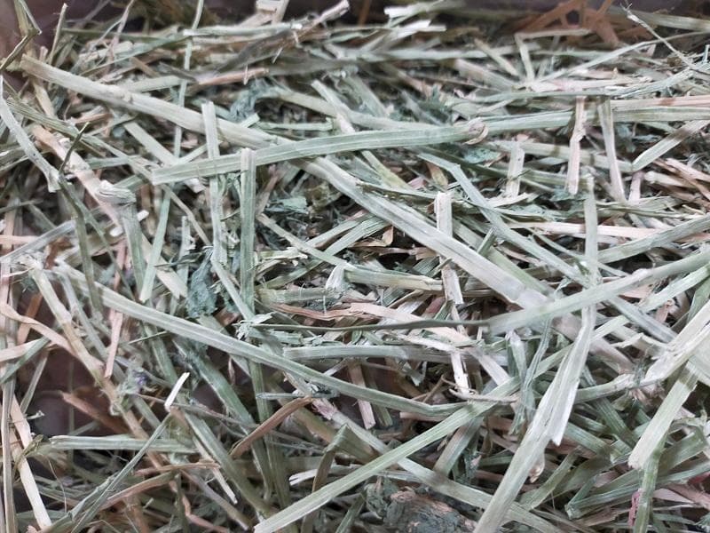 【12/30まで】 カナダ産 チモシー 50kg スーパープレミアム １番刈り