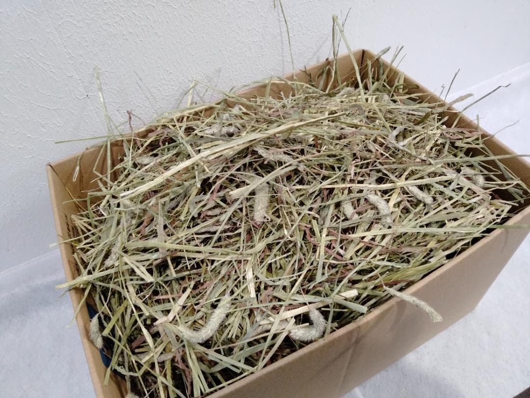 【12/30まで】 カナダ産 チモシー 50kg スーパープレミアム １番刈り