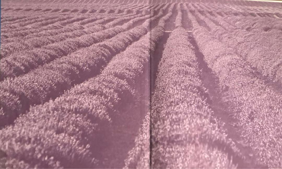 Gary youngエッセンシャルオイルの世界的リーダー　ヤングリビング