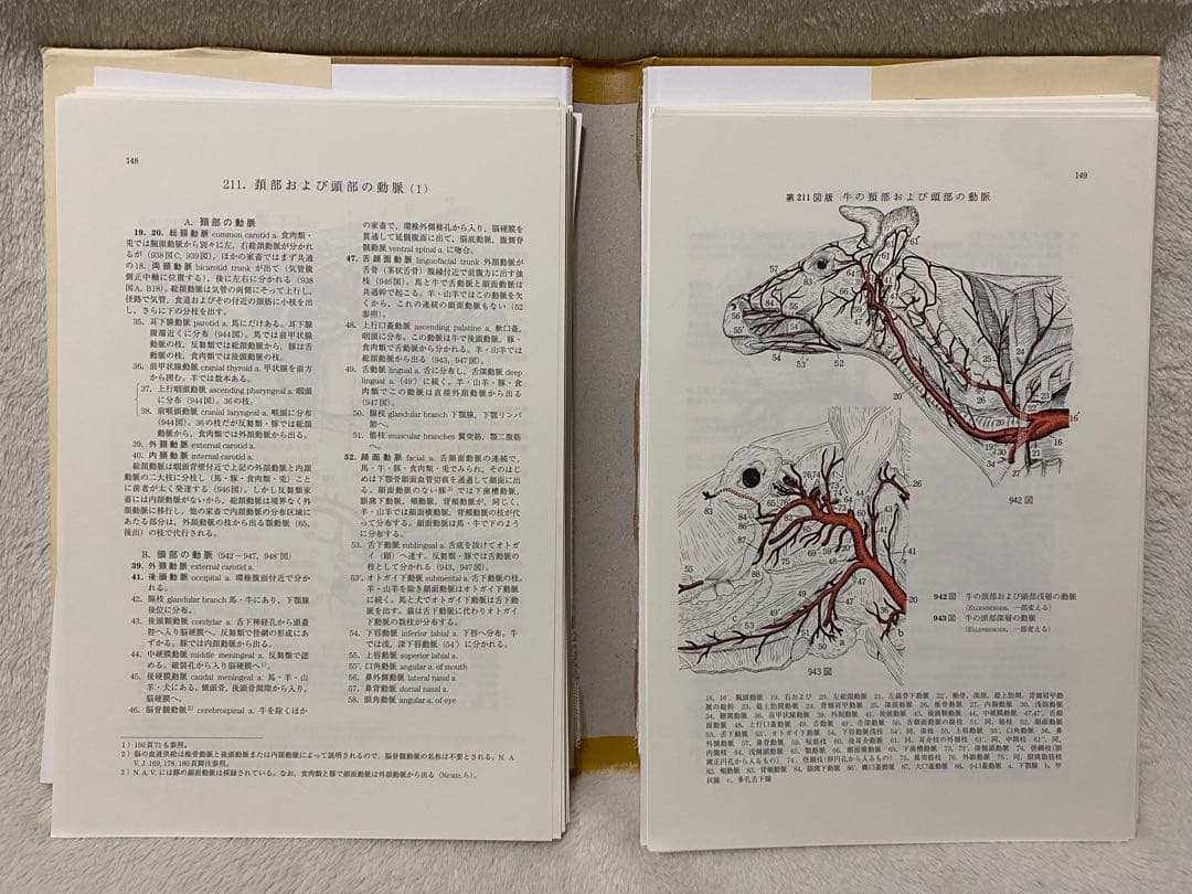 新編 家畜比較解剖図説 上巻・下巻 (下巻のみ裁断済み)