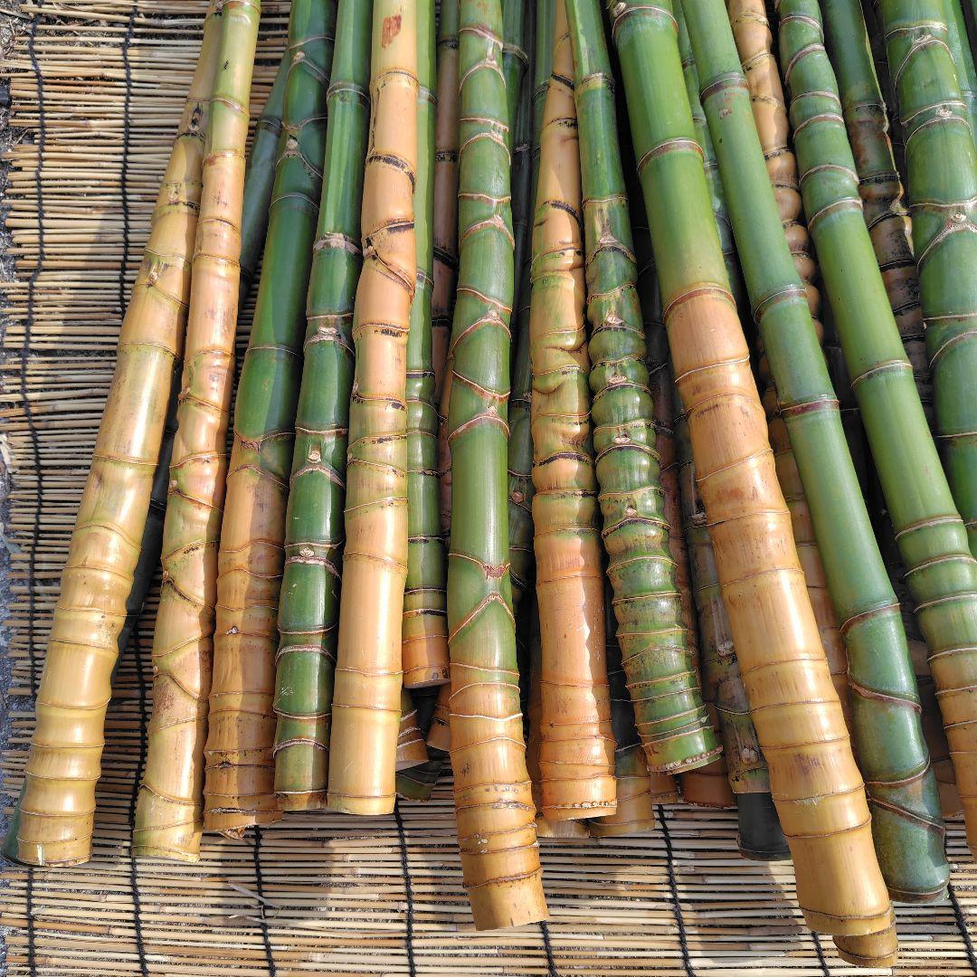 モリタツユウ様「専用画面」　香川県産→　布袋竹（50本）　全長　110cm