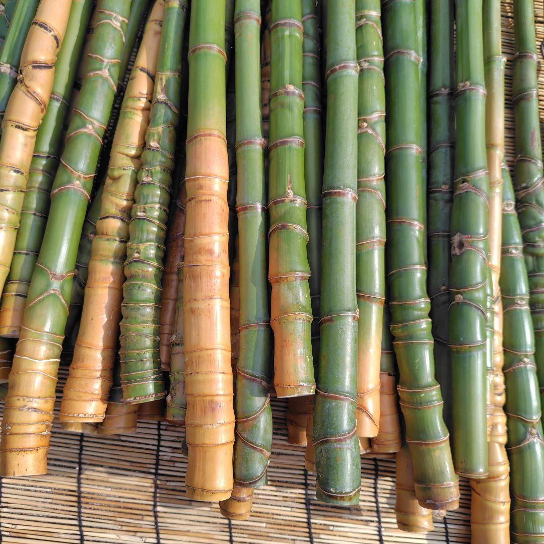 モリタツユウ様「専用画面」　香川県産→　布袋竹（50本）　全長　110cm