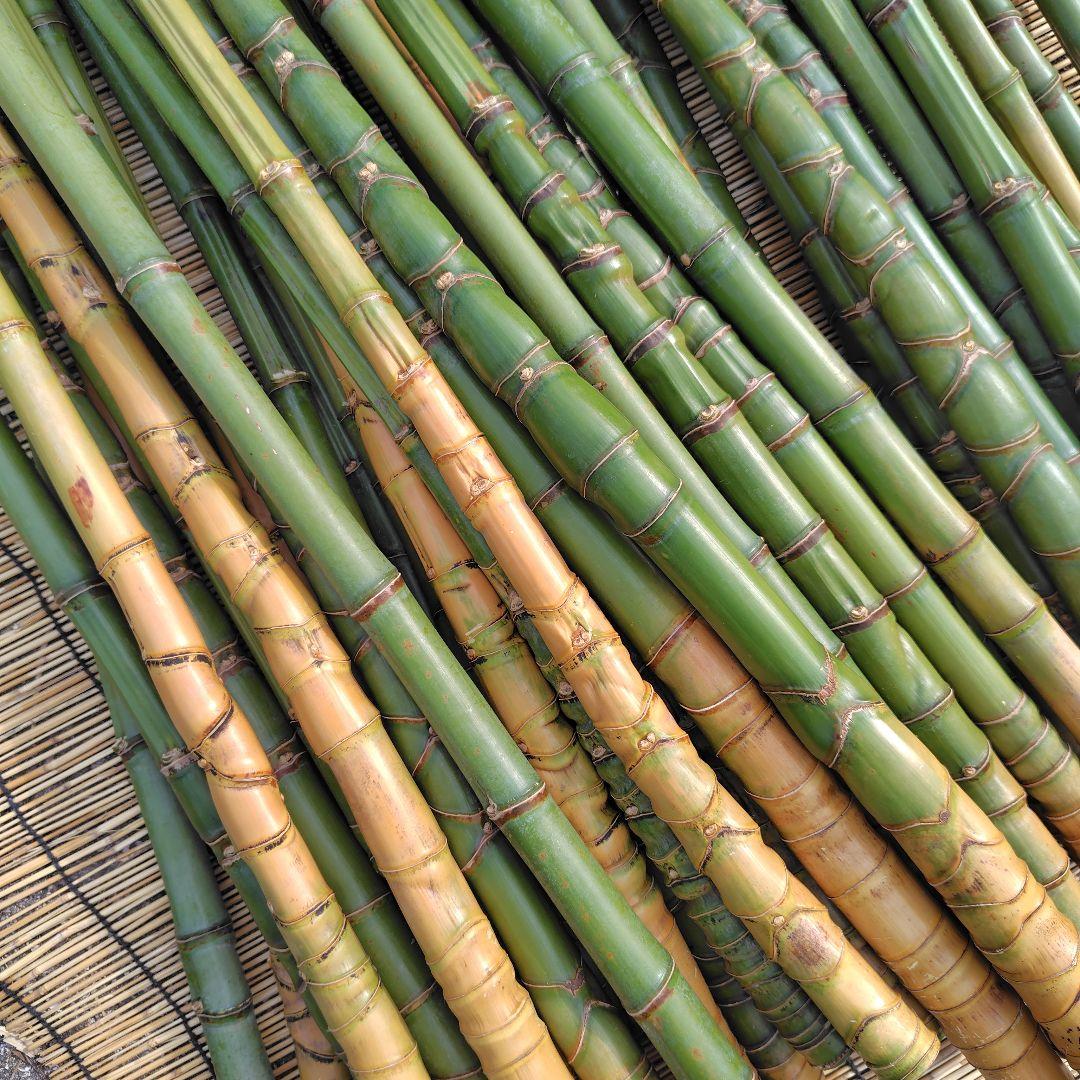 モリタツユウ様「専用画面」　香川県産→　布袋竹（50本）　全長　110cm