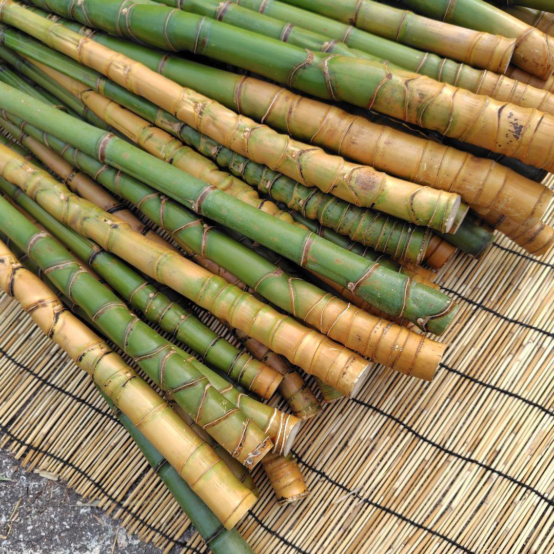 モリタツユウ様「専用画面」　香川県産→　布袋竹（50本）　全長　110cm