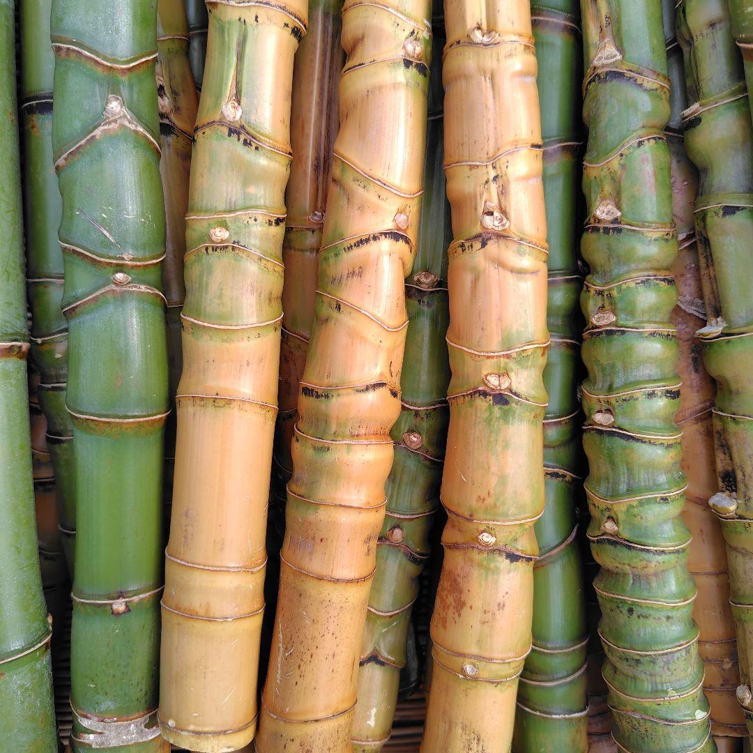 モリタツユウ様「専用画面」　香川県産→　布袋竹（50本）　全長　110cm