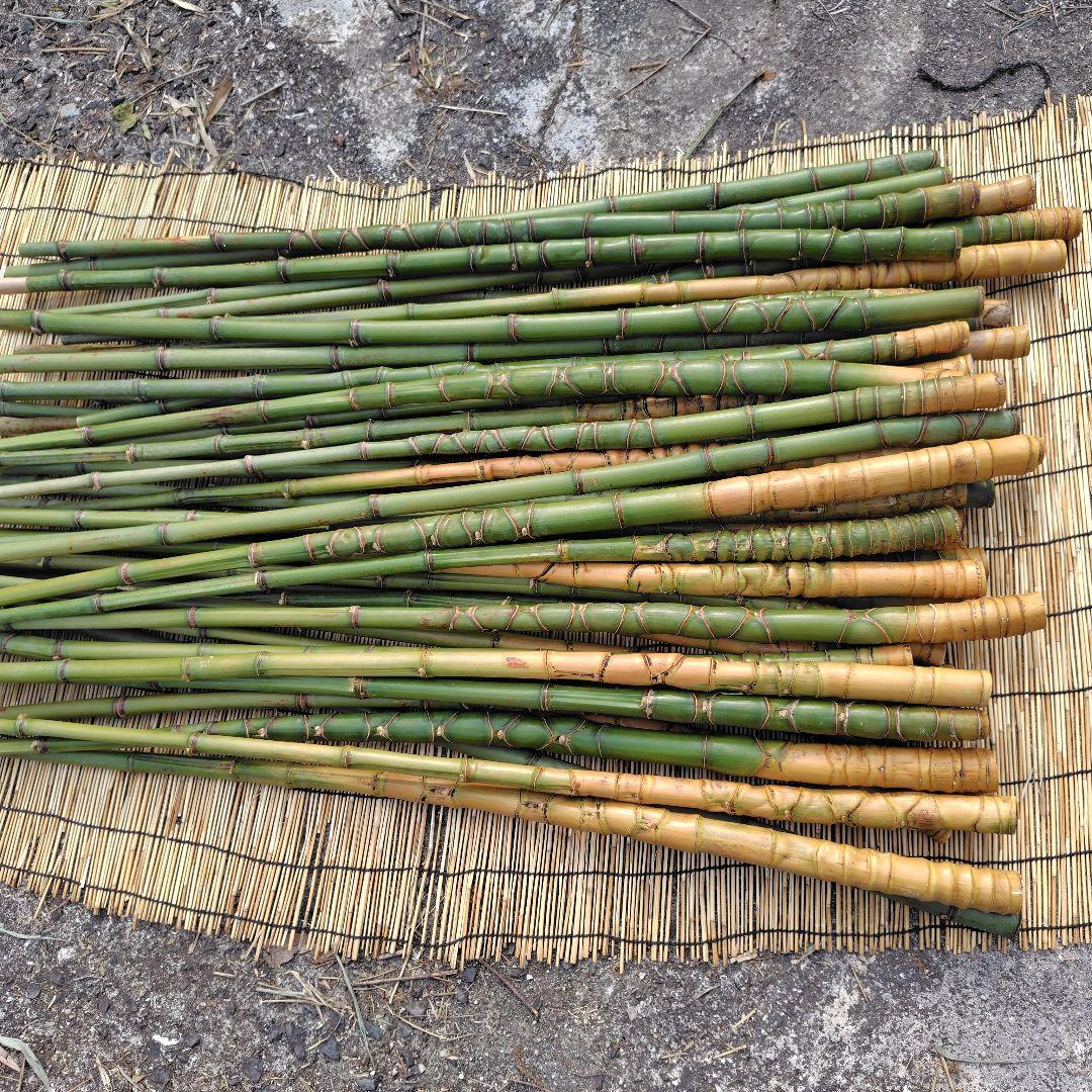 モリタツユウ様「専用画面」　香川県産→　布袋竹（50本）　全長　110cm