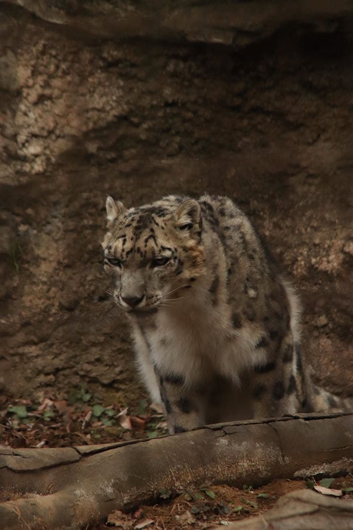 り*う様 一本で標準＋超望遠☆Sigma 28-200mm forキャノン