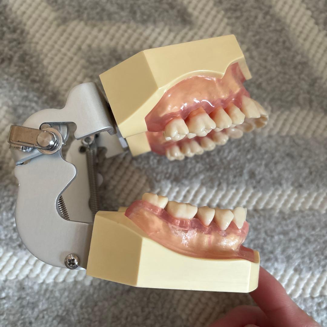 ニッシン顎模型