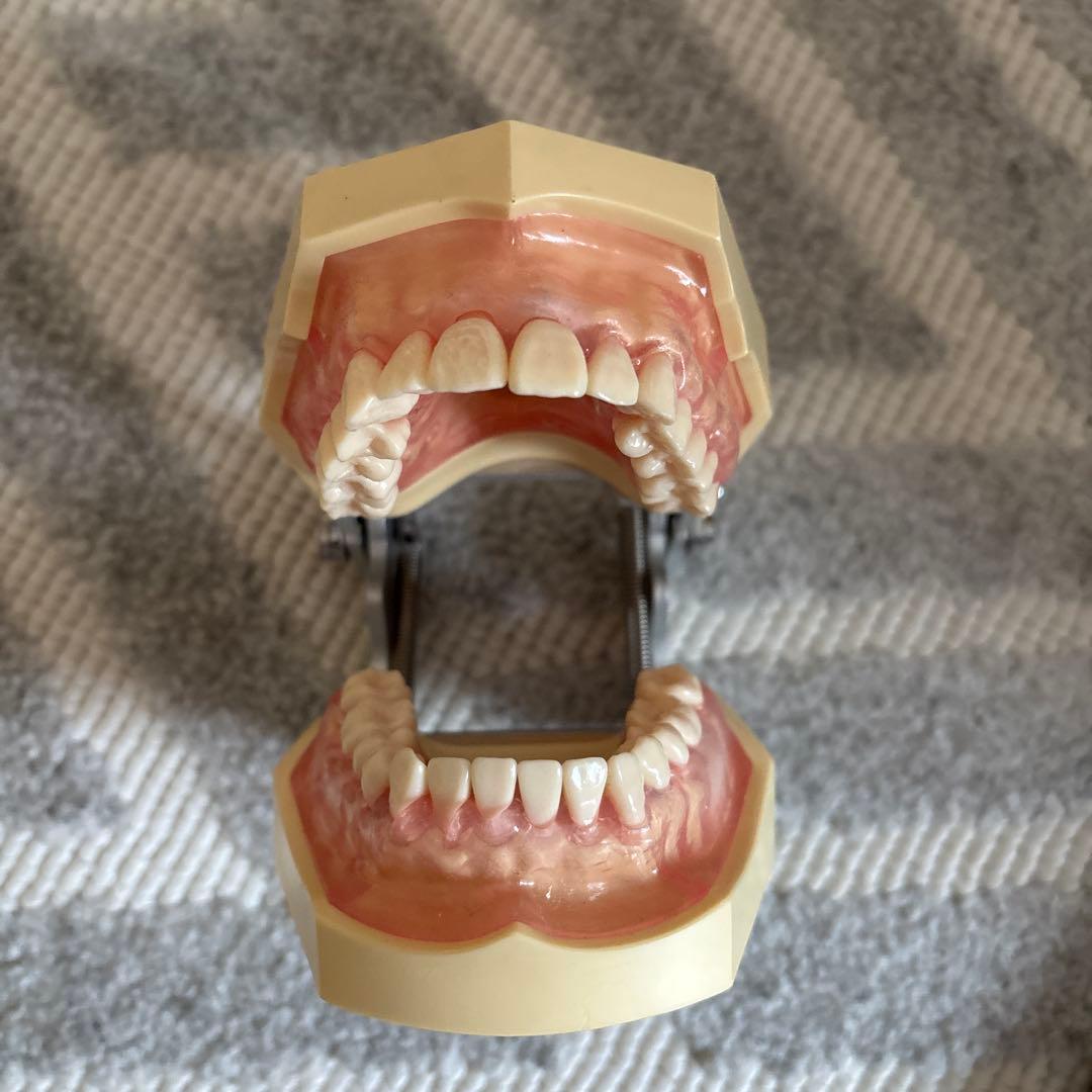 ニッシン顎模型