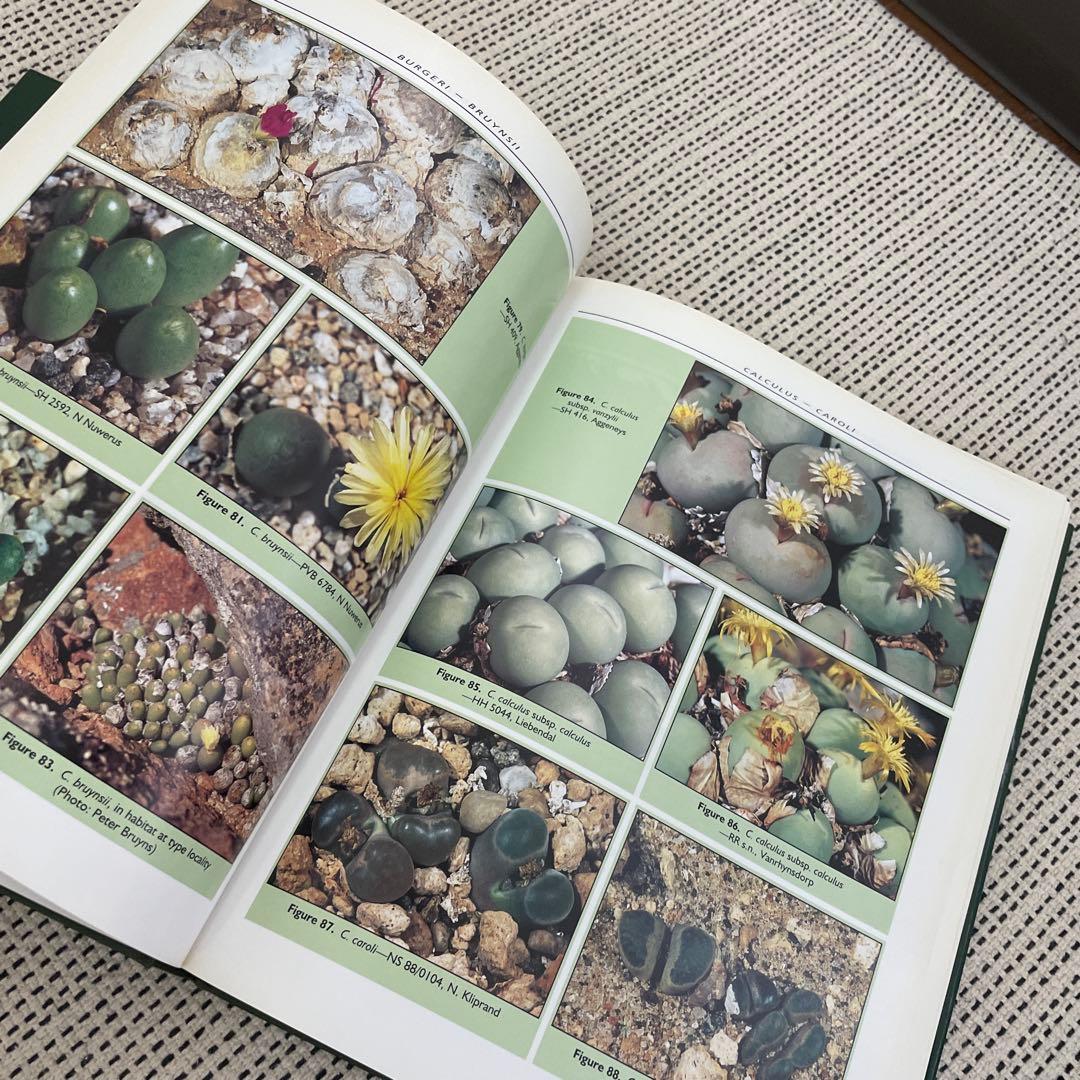 New Views of the Genus Conophytum コノフィツム