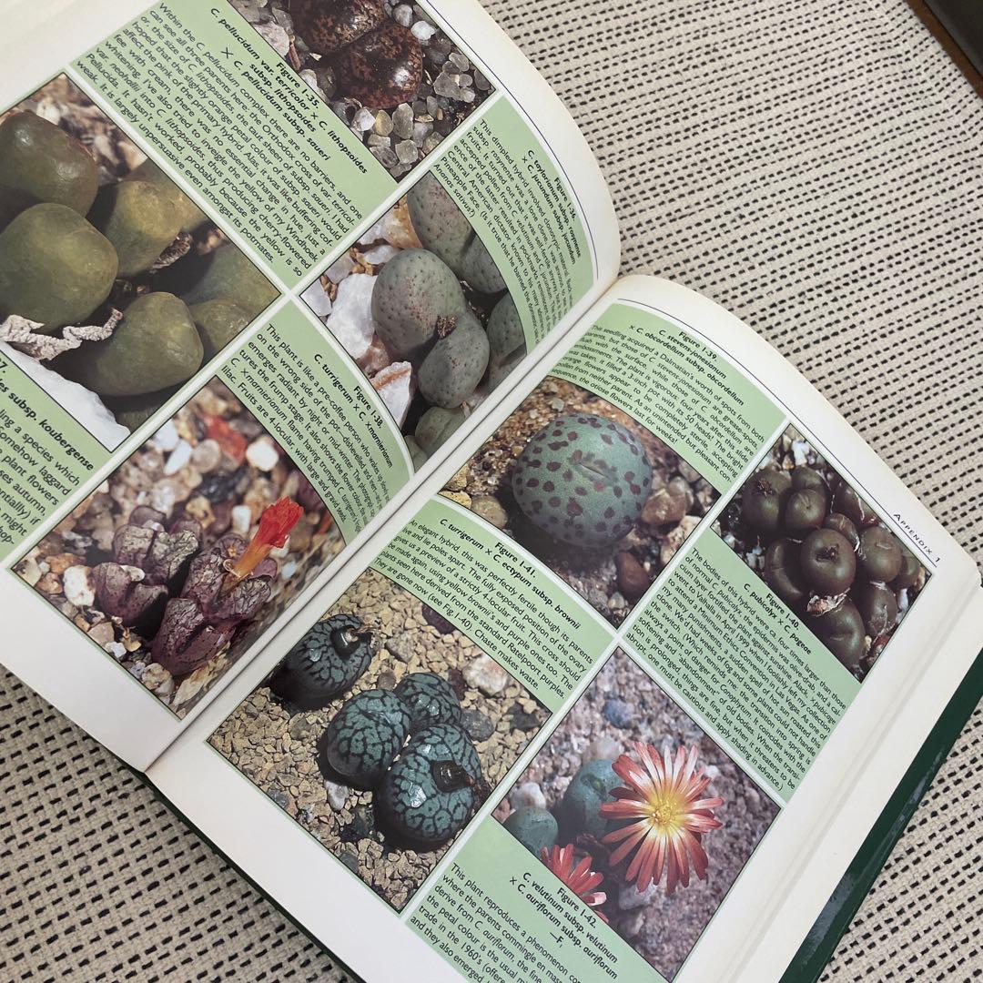 New Views of the Genus Conophytum コノフィツム