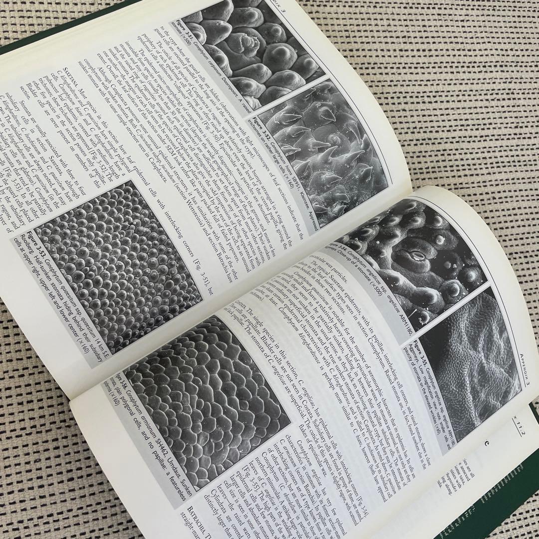 New Views of the Genus Conophytum コノフィツム
