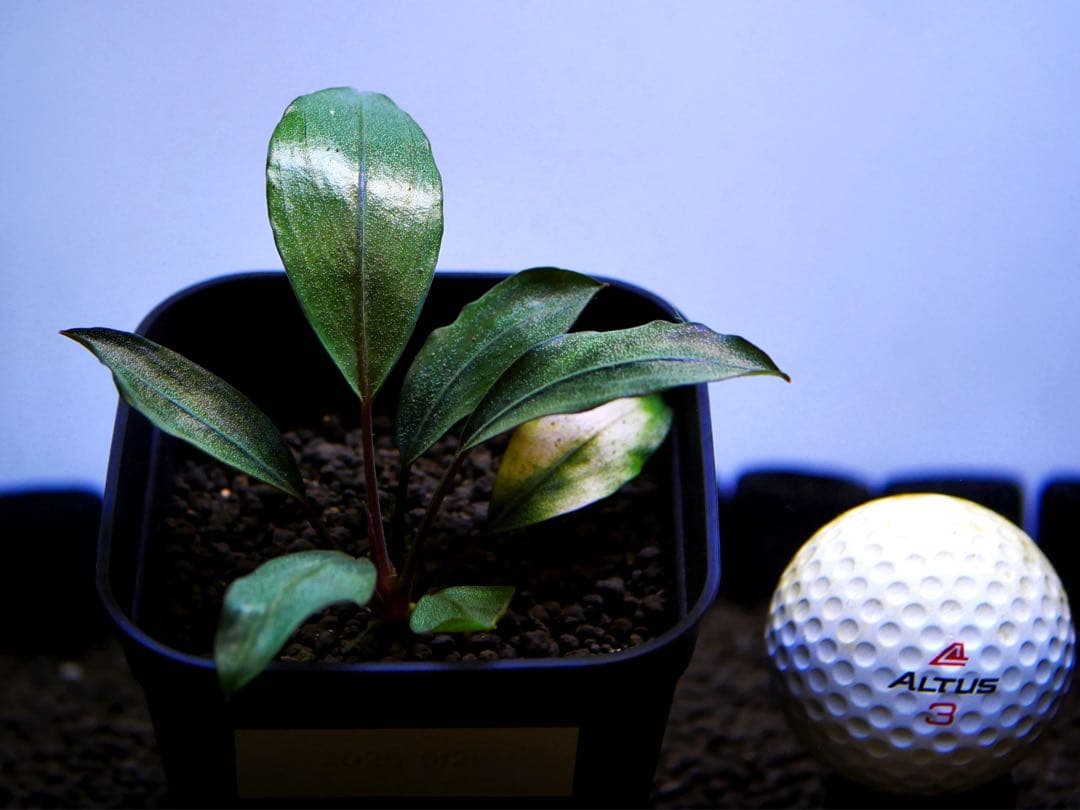 《激美＆激レア》ブセファランドラ『Pearl Gray』【完全水中葉】鉢植え株