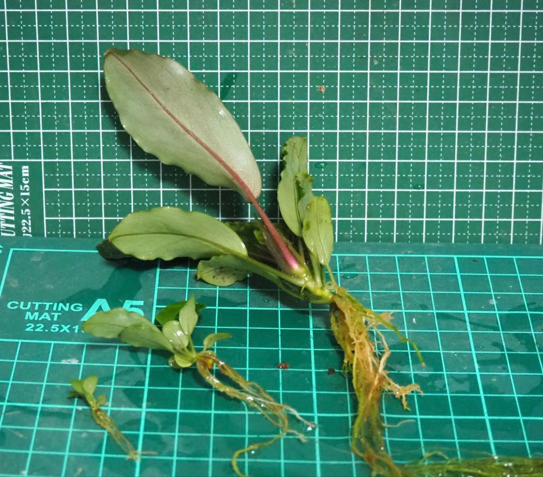 水草 Bucephalandra sp.Pearl gray TB