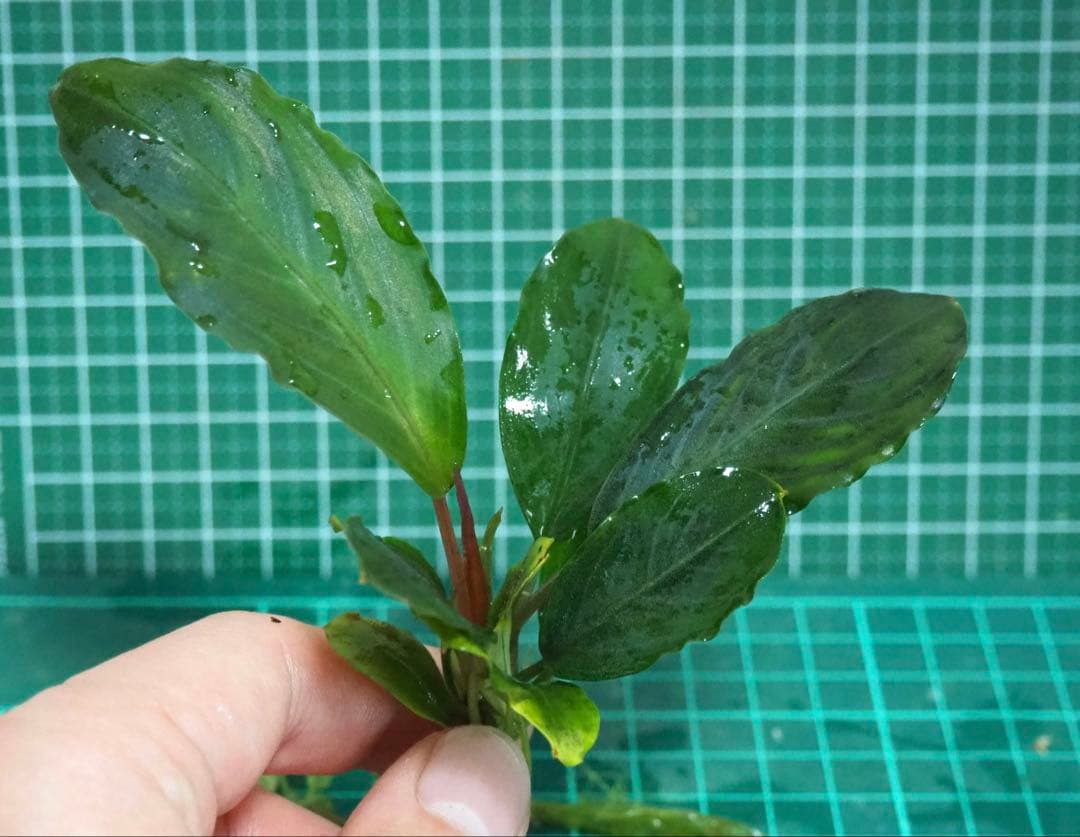 水草 Bucephalandra sp.Pearl gray TB